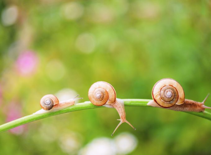 Stock Images snail, nature, sunshine, Stock Images 2754217240